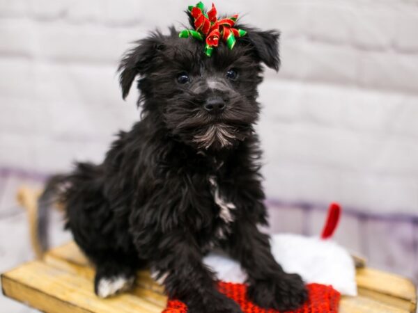 Miniature Schnauzer DOG Female Black & White Parti 15703 Petland Wichita, Kansas