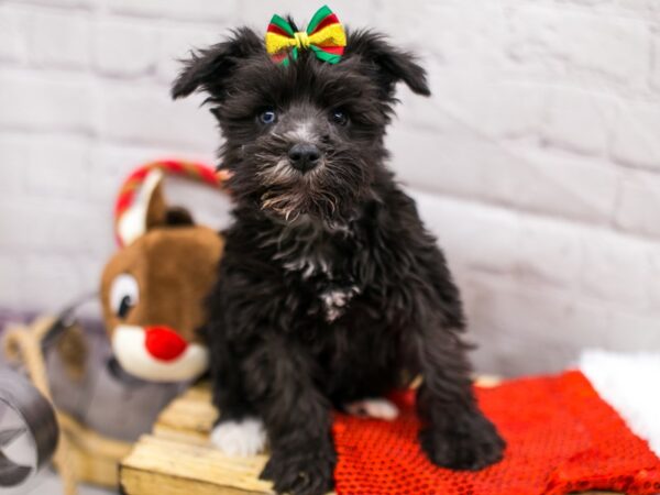 Miniature Schnauzer DOG Female Black & White (Blue in one eye) 15702 Petland Wichita, Kansas