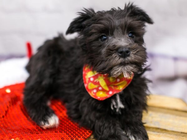 Miniature Schnauzer DOG Male Black & White 15701 Petland Wichita, Kansas