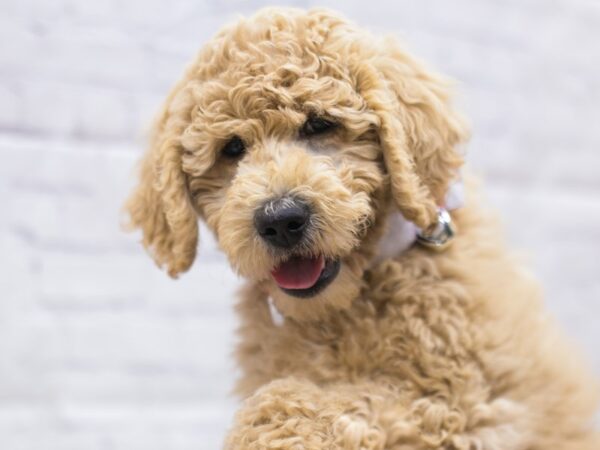 F1B Goldendoodle DOG Female Apricot 15685 Petland Wichita, Kansas