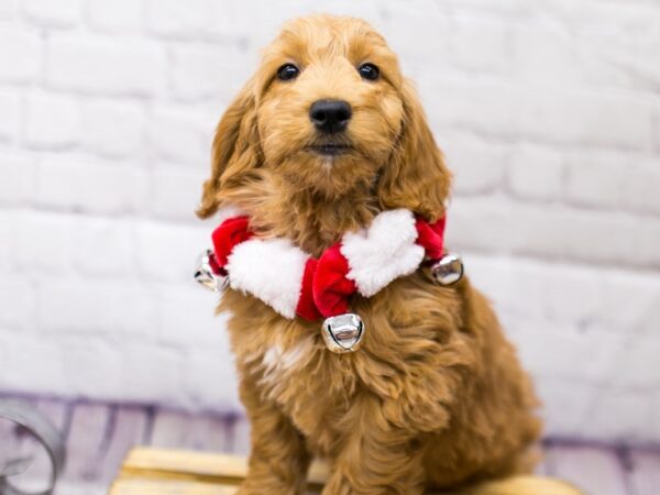 Mini Goldendoodle DOG Female Red 15643 Petland Wichita, Kansas