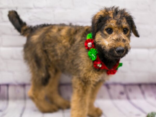 Airedoodle DOG Female Dark Sable 15731 Petland Wichita, Kansas