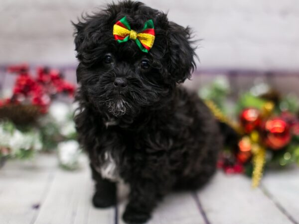 Toy Morkie Poo DOG Female Black 15730 Petland Wichita, Kansas