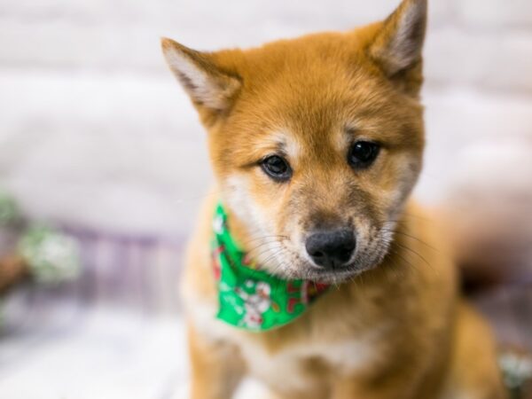 Shiba Inu DOG Male Red Sesame 15729 Petland Wichita, Kansas