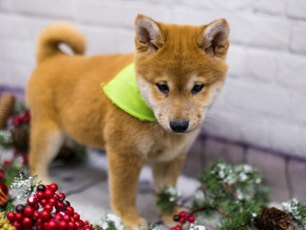 Shiba Inu DOG Male Red Sesame 15728 Petland Wichita, Kansas