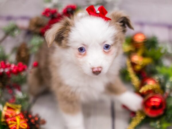 Miniature Australian Shepherd DOG Female Red Merle (Blue eyes) 15708 Petland Wichita, Kansas