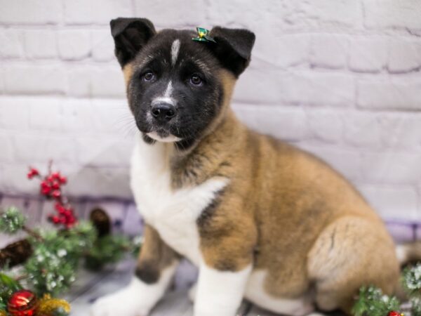 Akita DOG Female Fawn & White 15710 Petland Wichita, Kansas