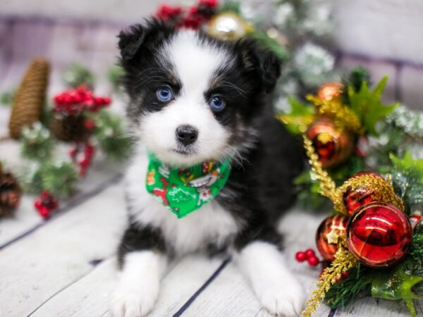 Miniature Australian Shepherd DOG Male Black Tri (Blue eyes) 15707 Petland Wichita, Kansas