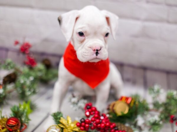 Boxer DOG Male White w/Brindle spot on ear 15709 Petland Wichita, Kansas