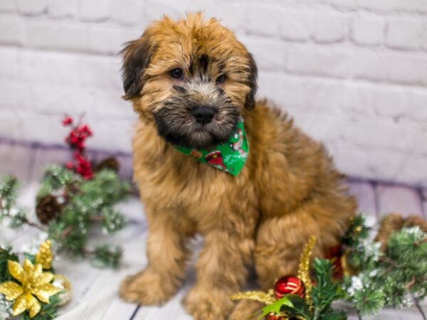 Soft Coated Wheaten Terrier DOG Male Wheaten 15711 Petland Wichita, Kansas