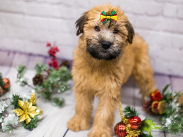 Soft Coated Wheaten Terrier DOG Female Wheaten 15712 Petland Wichita, Kansas