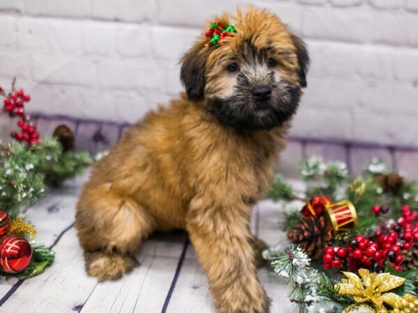 Soft Coated Wheaten Terrier-DOG-Female-Wheaten-15713-Petland Wichita, Kansas