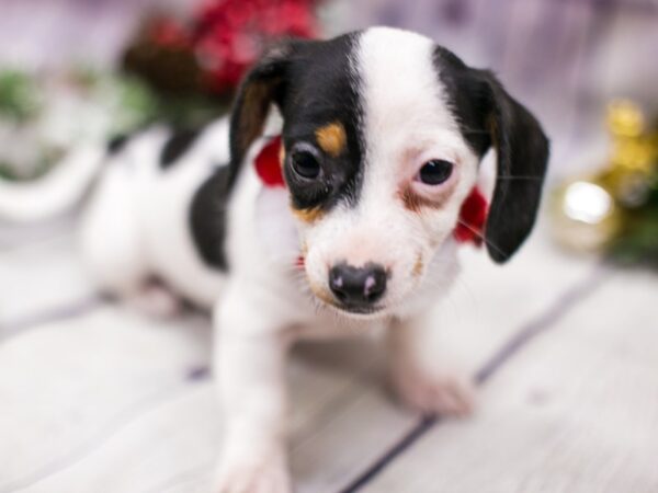 Chiweenie-DOG-Female-Chocolate Tri Pibald-15714-Petland Wichita, Kansas