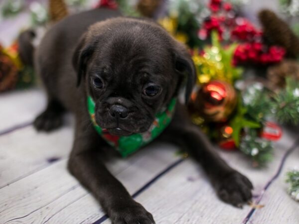 Mini Pug DOG Male Black Seal 15715 Petland Wichita, Kansas