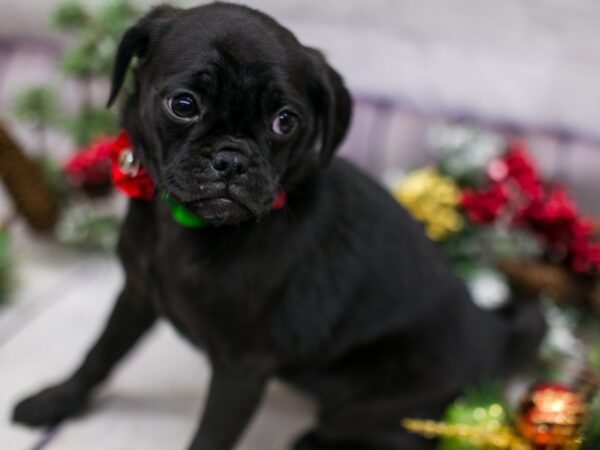 Mini Pug DOG Female Black 15716 Petland Wichita, Kansas