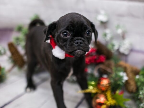 Mini Pug-DOG-Female-Black w/White-15717-Petland Wichita, Kansas