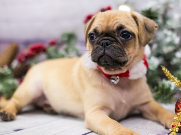 Mini Pug-DOG-Female-Fawn w/Black Mask-15718-Petland Wichita, Kansas