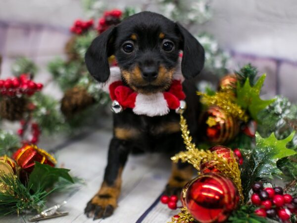 Miniature Dachshund DOG Female Black & Tan 15719 Petland Wichita, Kansas