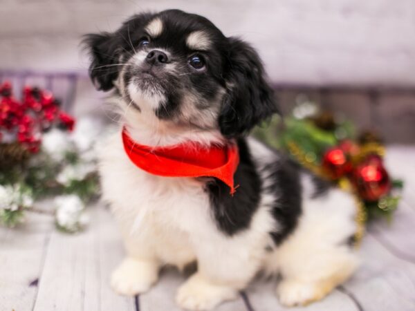 Peagle-DOG-Male-Black Tri-15720-Petland Wichita, Kansas