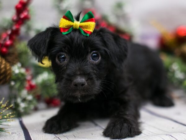 Toy YorkiePoo DOG Female Black 15721 Petland Wichita, Kansas