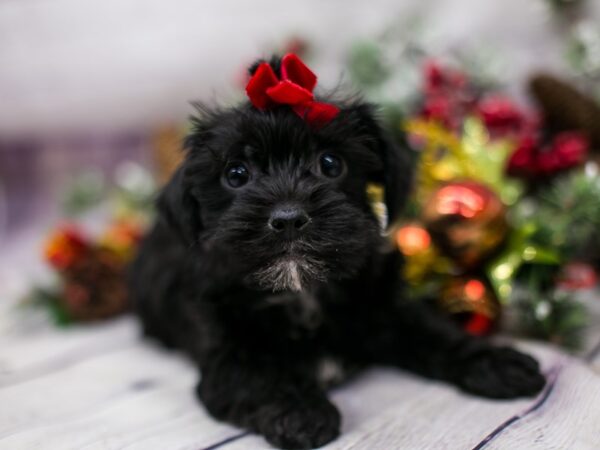 Toy YorkiePoo-DOG-Female-Black-15722-Petland Wichita, Kansas