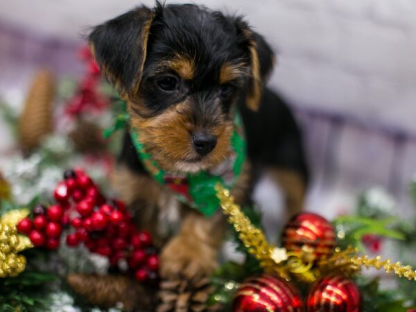 Toy YorkiePoo DOG Male Black & Tan 15723 Petland Wichita, Kansas