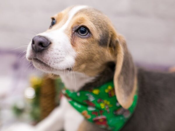 Beagle-DOG-Male-Blue Tri-15662-Petland Wichita, Kansas