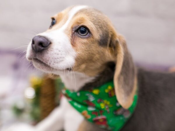 Beagle DOG Male Blue Tri 15662 Petland Wichita, Kansas