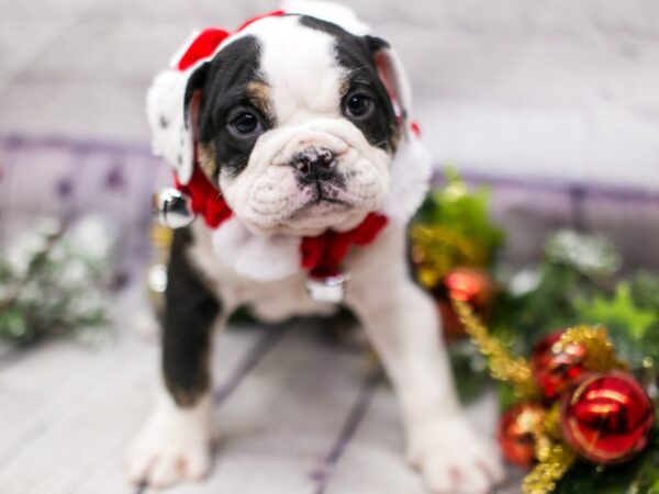 English Bulldog DOG Female Black Tri 15724 Petland Wichita, Kansas