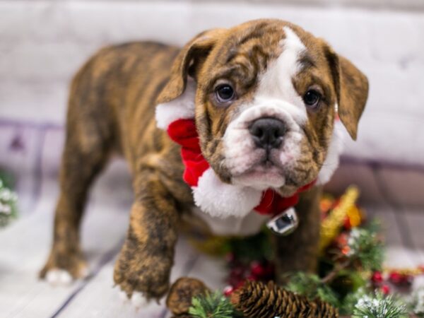 English Bulldog DOG Female Brindle w/White 15725 Petland Wichita, Kansas