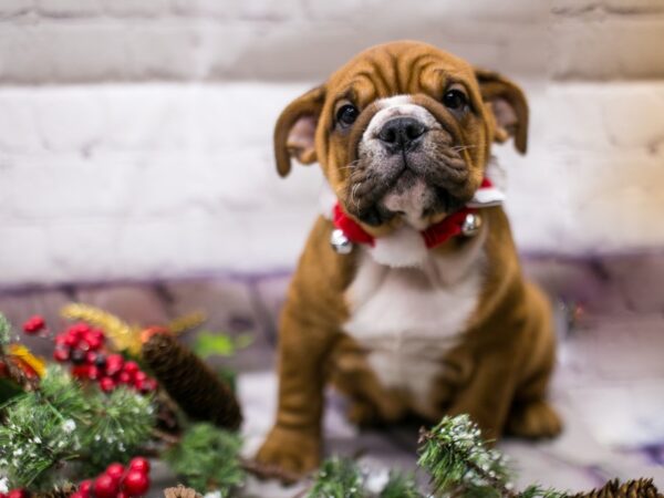 English Bulldog DOG Female Mahogany w/White 15726 Petland Wichita, Kansas