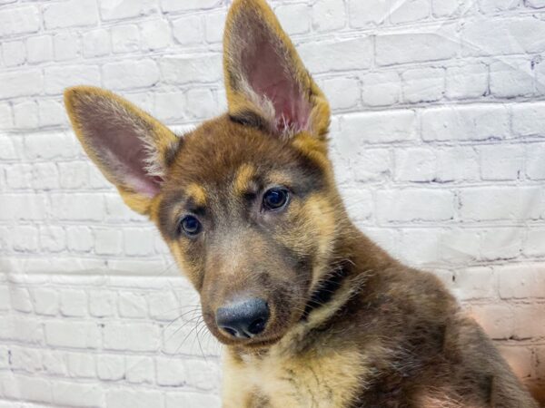 German Shepherd DOG Female Black & Tan 15638 Petland Wichita, Kansas