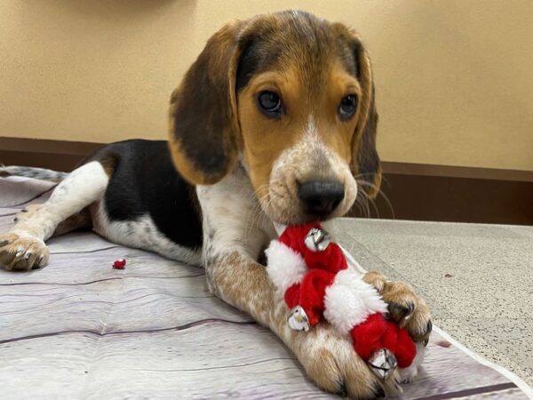 Beagle DOG Male Black Tri 15663 Petland Wichita, Kansas