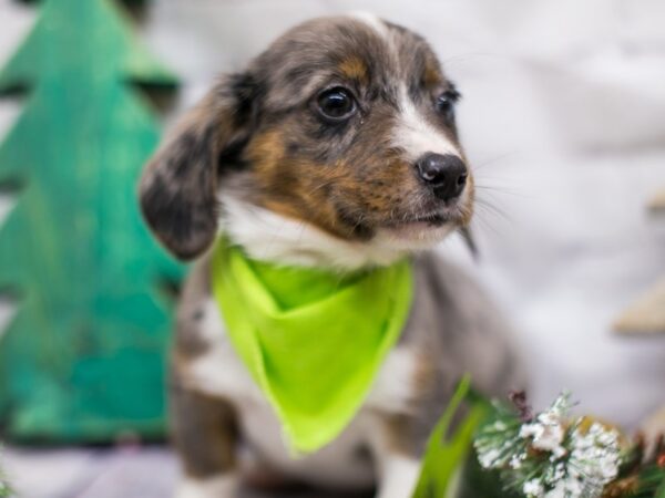 Corgle-DOG-Male-Blue Merle-15744-Petland Wichita, Kansas