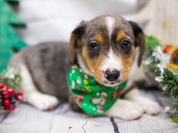 Corgle DOG Male Blue Merle 15743 Petland Wichita, Kansas