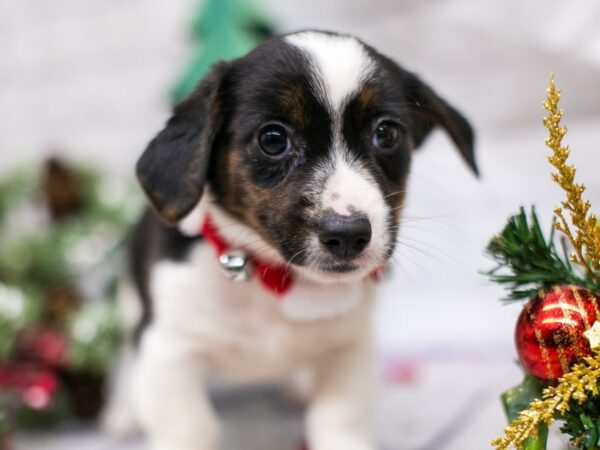 Corgle DOG Female Black Tri 15742 Petland Wichita, Kansas