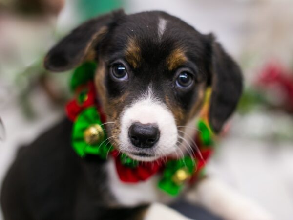 Corgle-DOG-Female-Black Tri-15741-Petland Wichita, Kansas