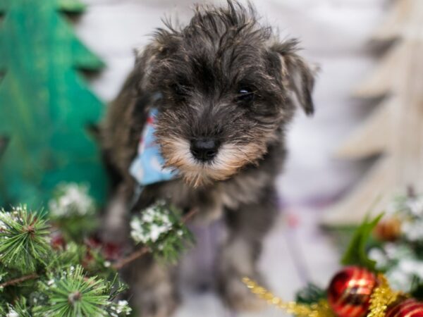 Miniature Schnauzer-DOG-Male-Salt & Pepper-15740-Petland Wichita, Kansas