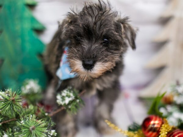 Miniature Schnauzer DOG Male Salt & Pepper 15740 Petland Wichita, Kansas