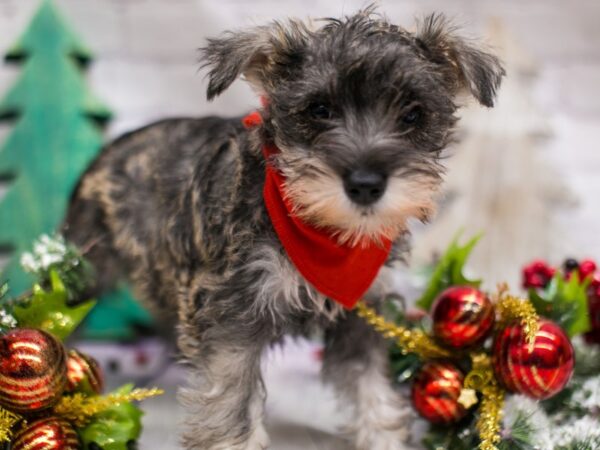 Miniature Schnauzer DOG Male Salt & Pepper 15739 Petland Wichita, Kansas