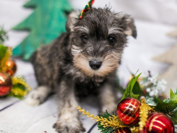 Miniature Schnauzer DOG Female Salt & Pepper 15738 Petland Wichita, Kansas