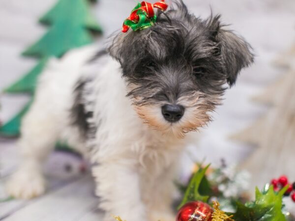 Miniature Schnauzer DOG Female Salt & Pepper Parti 15737 Petland Wichita, Kansas