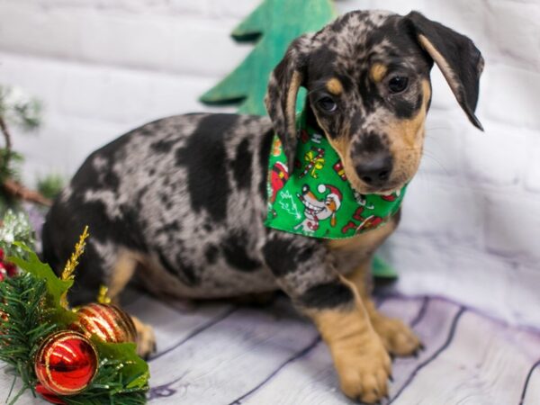 Miniature Dachshund DOG Male Silver Dapple 15736 Petland Wichita, Kansas