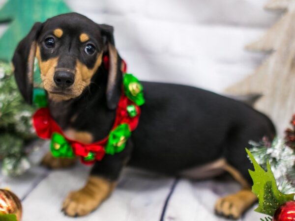 Miniature Dachshund DOG Female Black & Tan 15735 Petland Wichita, Kansas