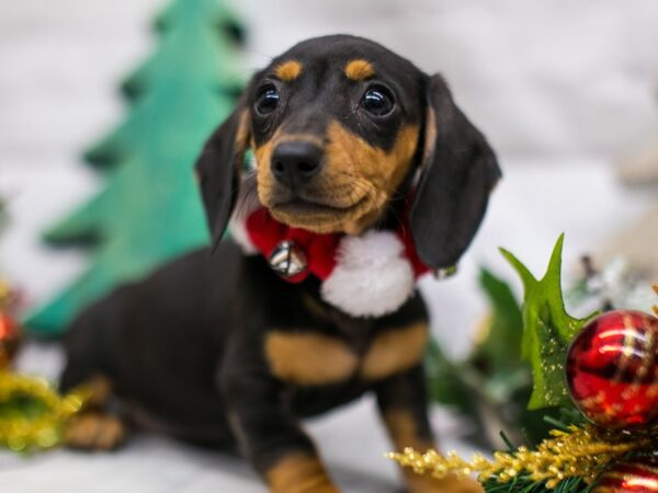 Miniature Dachshund DOG Female Black & Tan 15734 Petland Wichita, Kansas