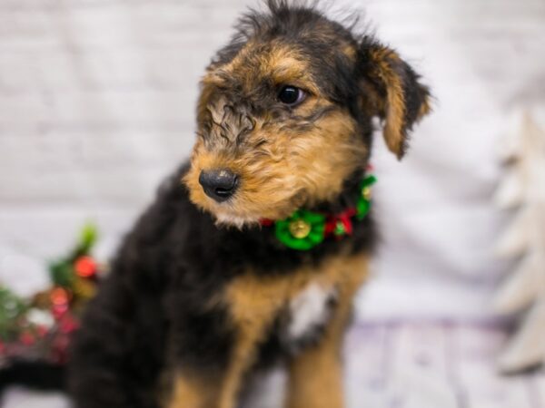 Airedoodle DOG Female Black & Rust 15733 Petland Wichita, Kansas