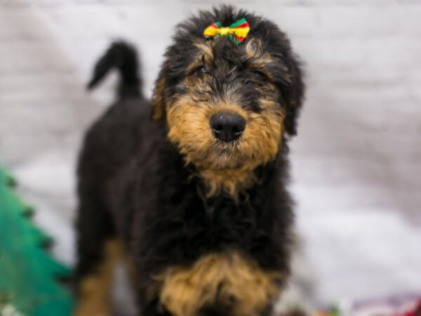 Airedoodle DOG Female Black & Rust 15732 Petland Wichita, Kansas