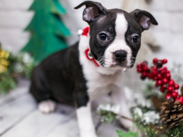 Boston Terrier DOG Female Black & White 15676 Petland Wichita, Kansas