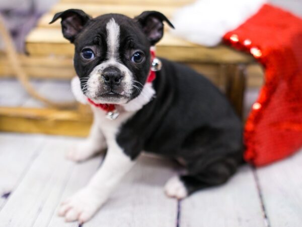 Boston Terrier DOG Female Red & White 15677 Petland Wichita, Kansas