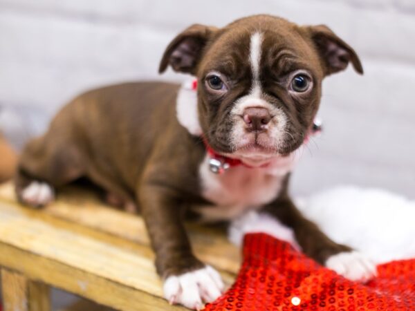 Boston Terrier DOG Female Black & White 15675 Petland Wichita, Kansas